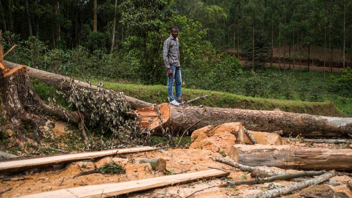 RDC: réattribution de concessions forestières à des Chinois malgré un moratoire