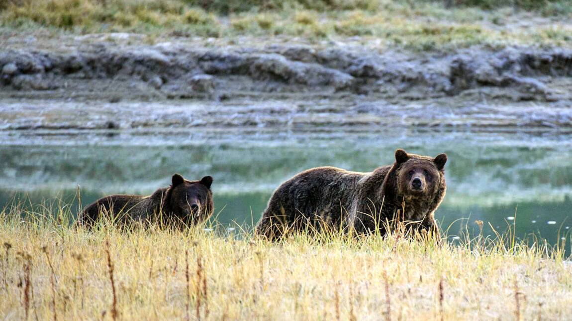 Un juge américain sauve la peau des grizzlis du parc de Yellowstone