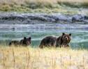 Un juge américain bloque une chasse au grizzli près du parc Yellowstone