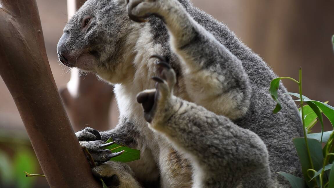 Un zoo belge perd deux de ses trois koalas en moins d'un mois