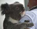 Le koala bientôt sauvé grâce à son ADN ?