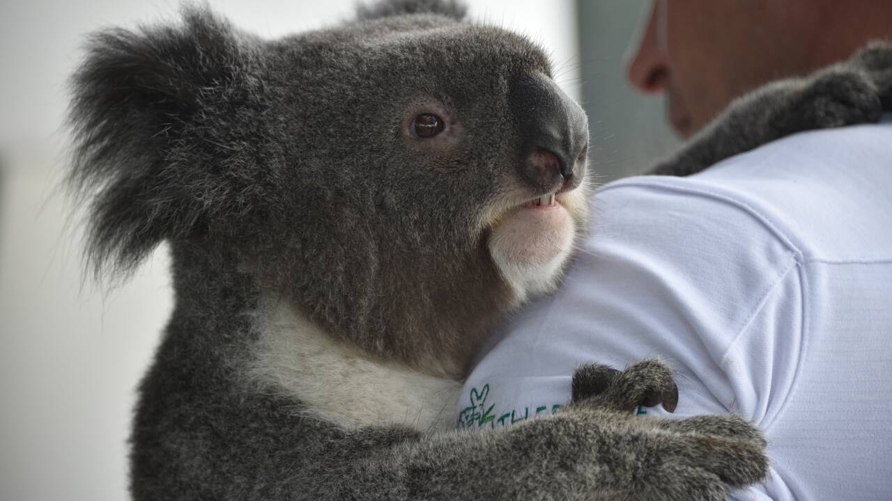 Le koala bientôt sauvé grâce à son ADN ?
