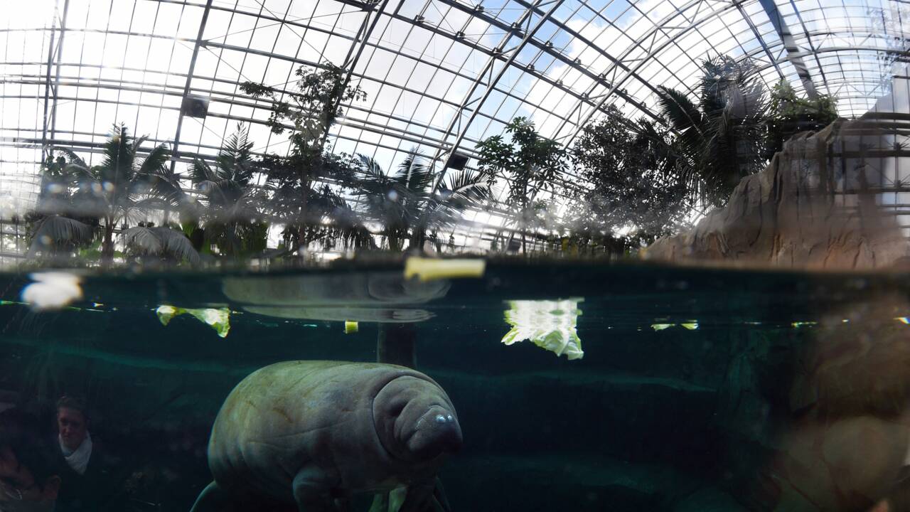 Le zoo de Vincennes plombe les comptes du Muséum d'histoire naturelle