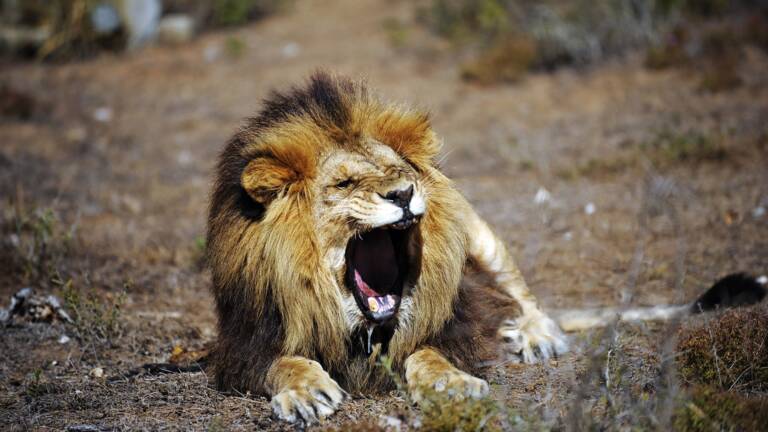 En Afrique Du Sud Des Lions élevés Spécialement Pour La