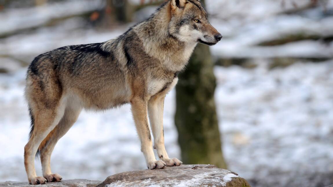 "La vallée des loups", récit filmé d'une quête d'un animal mythique