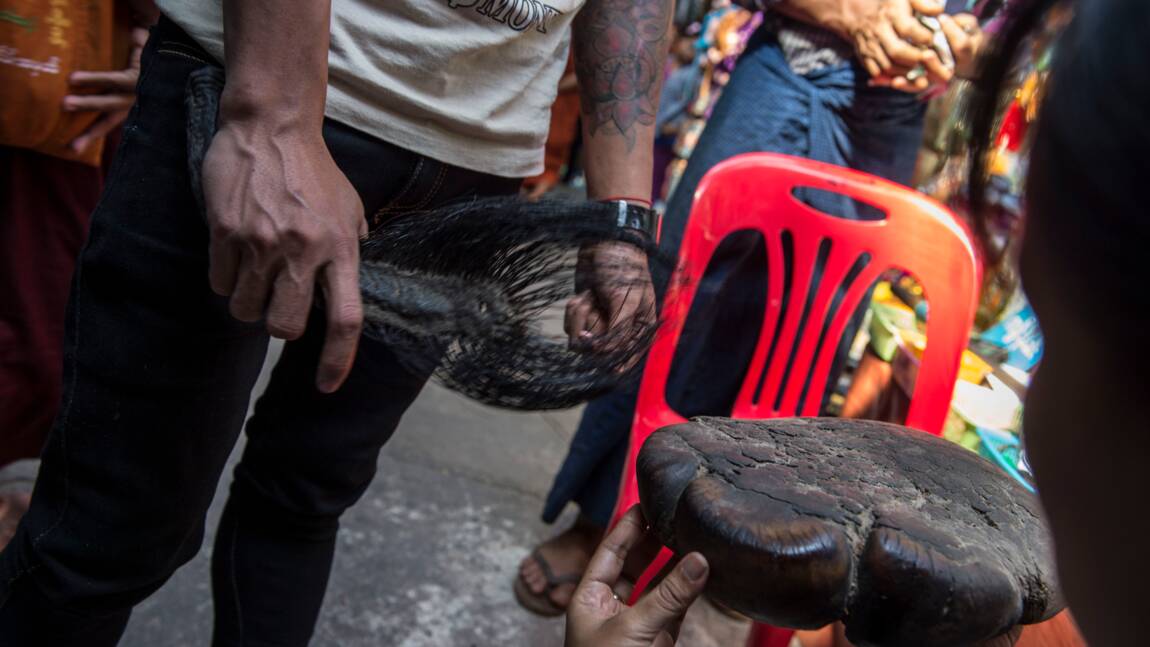 Le braconnage des éléphants s'intensifie en Birmanie