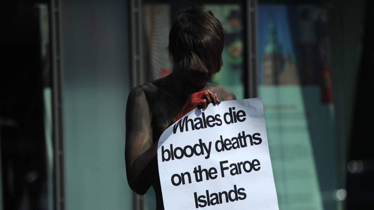 Iles Féroé : "écologique et respectueuse", le ministre de la Pêche défend la chasse aux dauphins