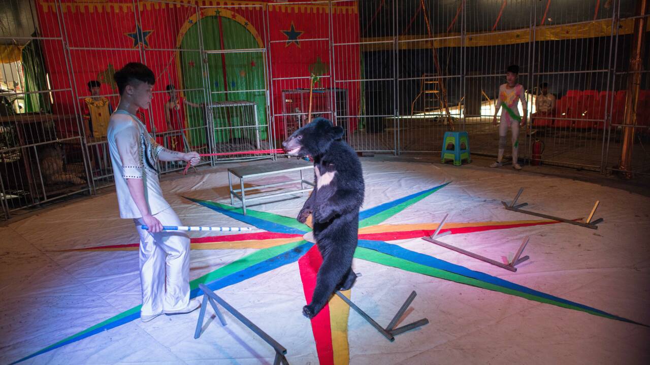 En Chine, des cirques accros à leurs animaux sauvages