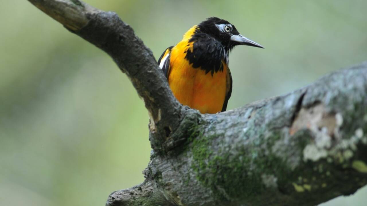 Deux cents espèces d'oiseaux à risque d'extinction non listées
