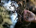 La bactérie "tueuse d'oliviers" détectée sur des oliviers en Corse