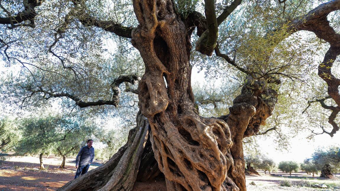 Les oliviers millénaires d'Espagne, des trésors en danger