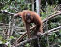 Chute alarmante de la population d'orangs-outangs de Bornéo
