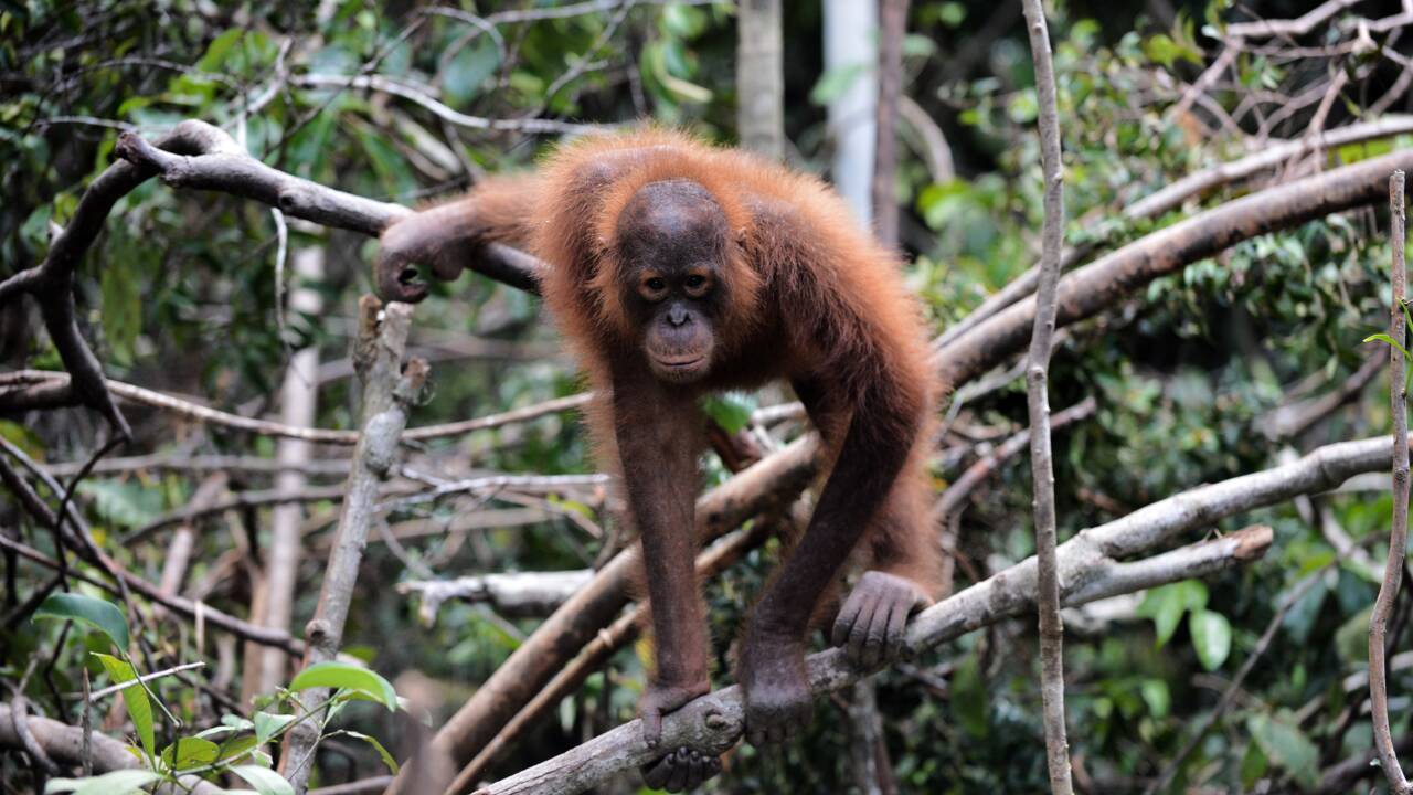 Chute alarmante de la population d'orangs-outangs de Bornéo