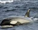 La concurrence mères-filles chez les orques expliquerait leur ménopause