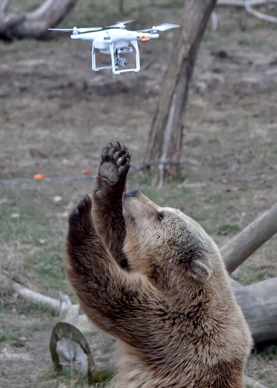 En Ukraine, une deuxième vie pour des ours maltraités