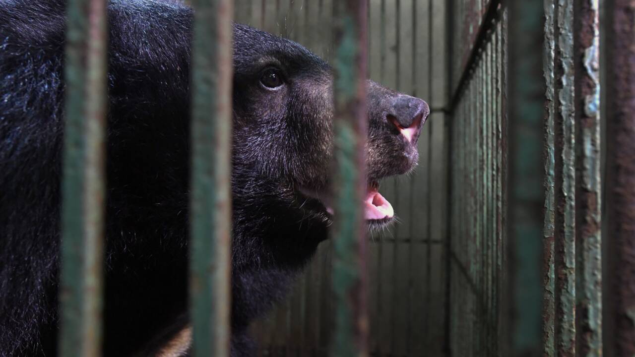 Au Vietnam, les ours d'élevage meurent car leur bile n'a plus la cote