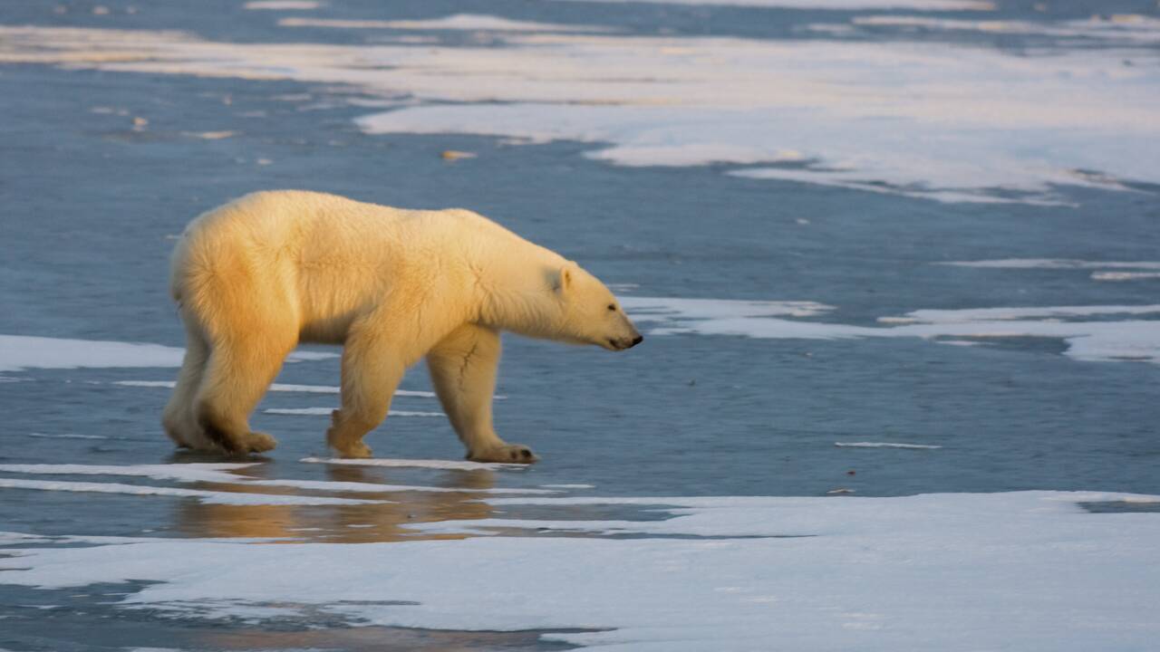Les polluants chimiques, une autre menace pour les ours polaires