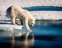 Arctique: pas d'exploration pétrolière jusqu'en 2022
