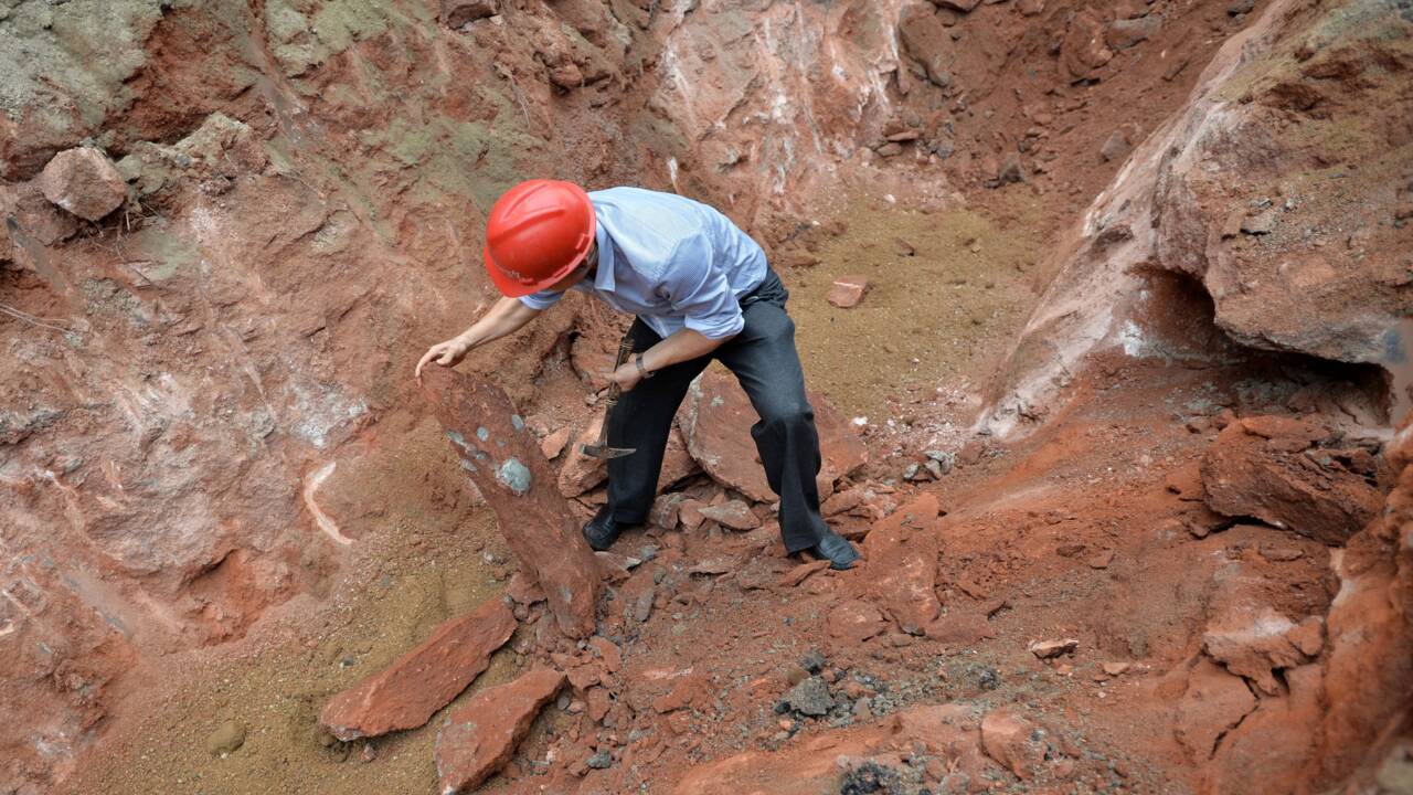 Des fossiles d'une loutre géante retrouvés en Chine