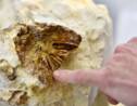 Le fossile d'un reptile marin rarissime découvert dans le Maine-et-Loire