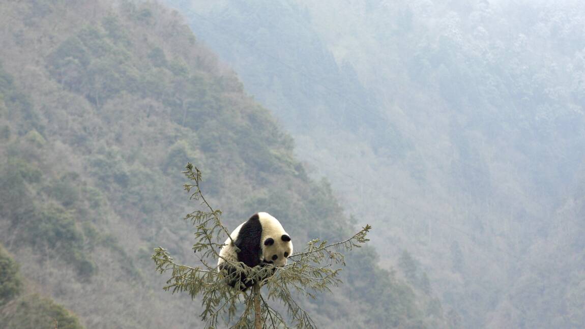 La Chine va créer un parc géant pour ses pandas