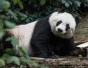 Le panda géant menacé par son isolement montagneux