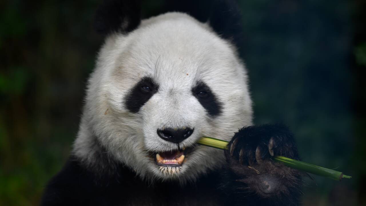 Le panda géant en meilleure forme mais menacé par le changement climatique
