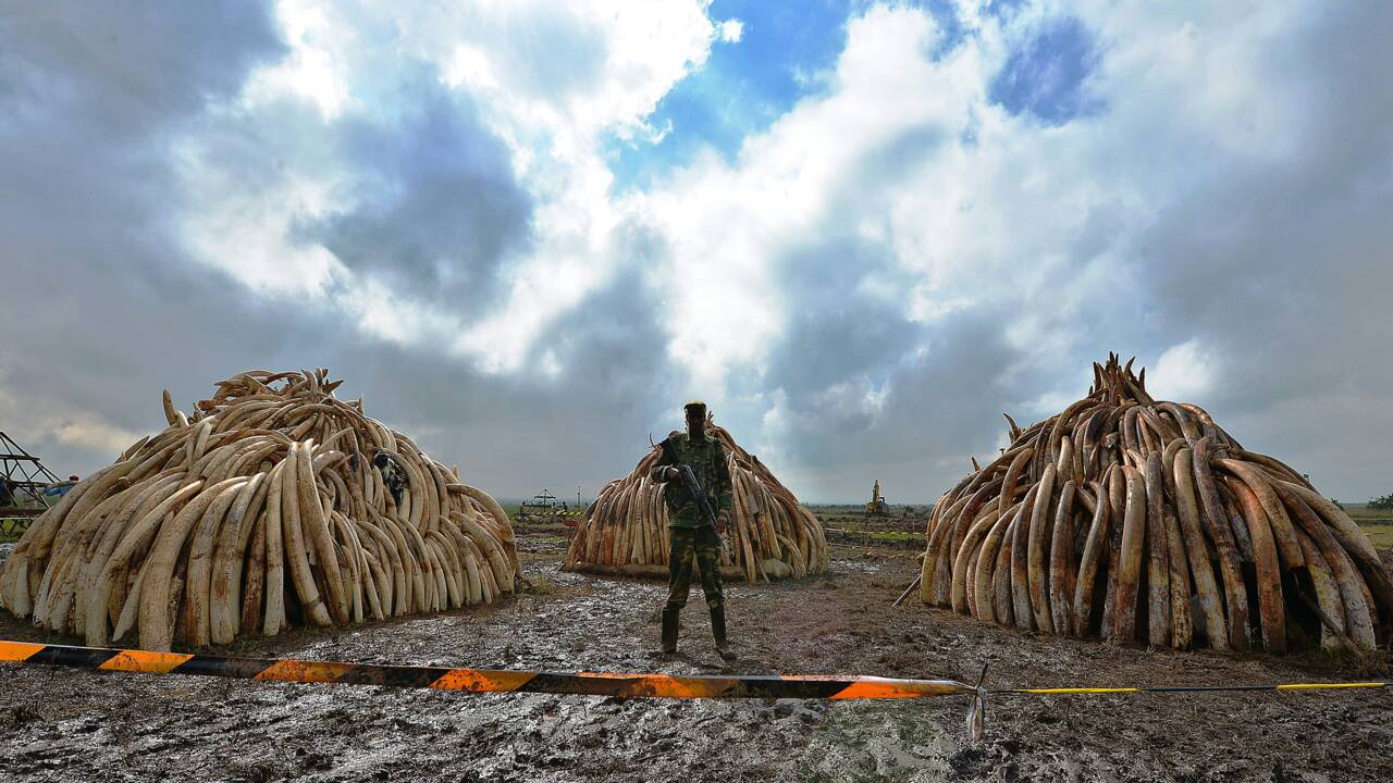 Afrique: de la poudre pour suivre à la trace les trafiquants d'ivoire