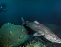 Les requins du Groenland pourraient vivre jusqu'à 400 ans