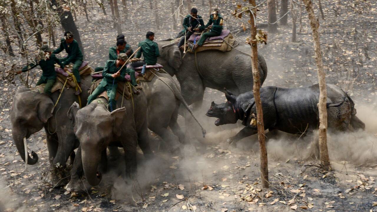 Délicat déménagement pour un rhinocéros du Népal
