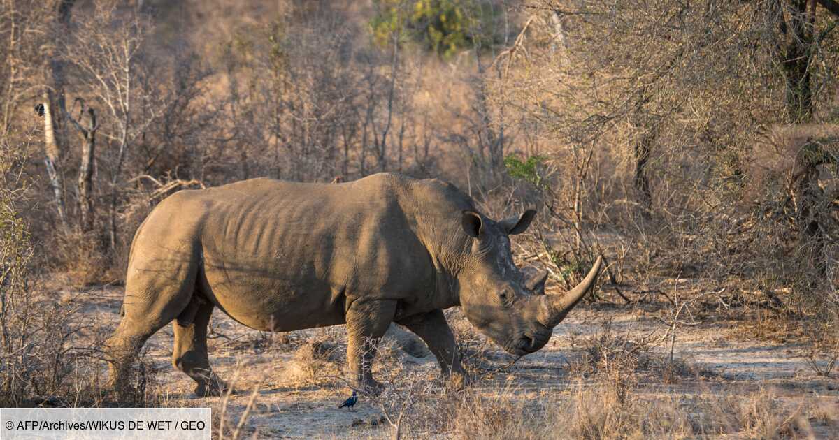 Naissance D Un Bebe Rhinoceros Blanc De 50 Kg A La Reserve De Sigean Geo Fr