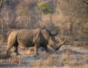 Afrique du Sud : un braconnier présumé écrasé par un éléphant puis dévoré par des lions