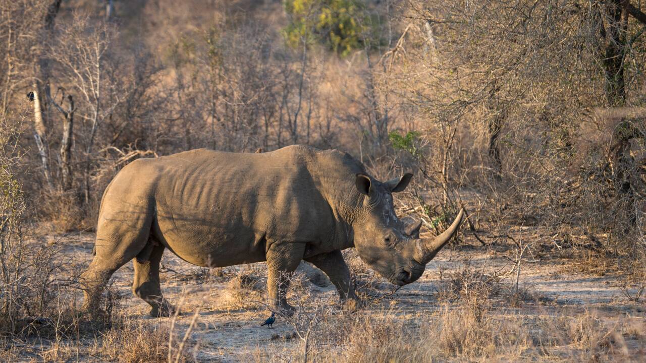 Naissance d'un bébé rhinocéros blanc de 50 kg à la réserve de Sigean