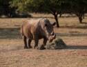 Afrique du Sud: légère baisse du nombre de rhinocéros tués