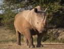 Afrique du Sud: le braconnage des rhinocéros en très légère baisse