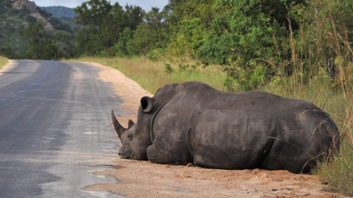 Le Rwanda réintroduit des rhinocéros dans un parc naturel