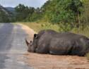 Des rhinocéros noirs réintroduits au Rwanda, une première depuis 10 ans