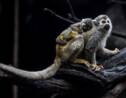 Colombie: naissance en captivité d'un singe araignée, espèce menacée