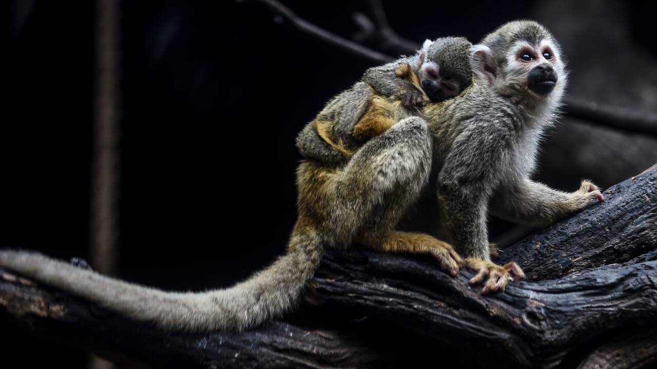 Colombie: naissance en captivité d'un singe araignée, espèce menacée