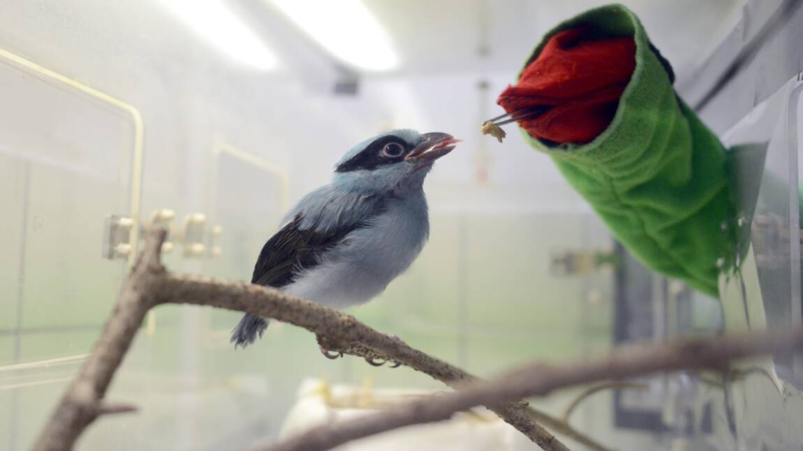 En République tchèque, une marionnette pour nourrir des oiseaux de Java