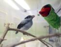 En République tchèque, une marionnette pour nourrir des oiseaux de Java