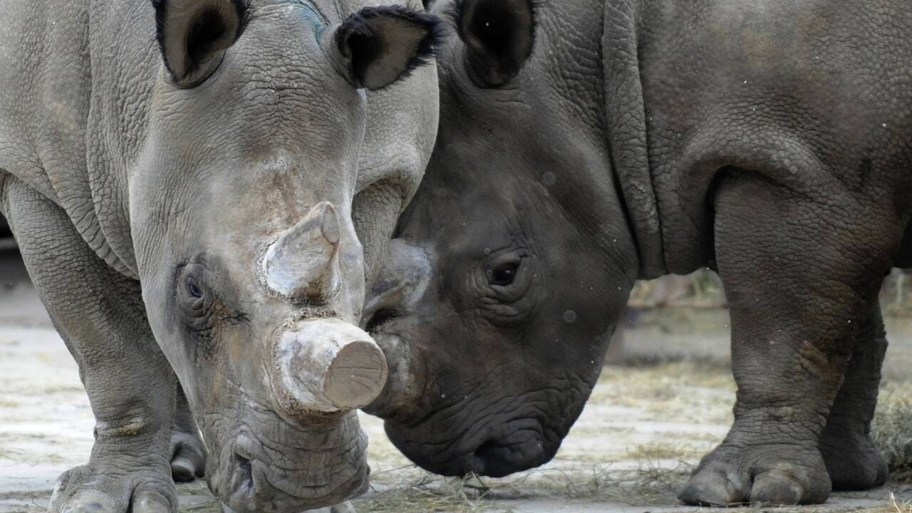 Des cornes de rhinos brûlées dans un zoo tchèque pour combattre le braconnage