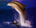 Antibes: manifestation contre la "détention" des dauphins au Marineland