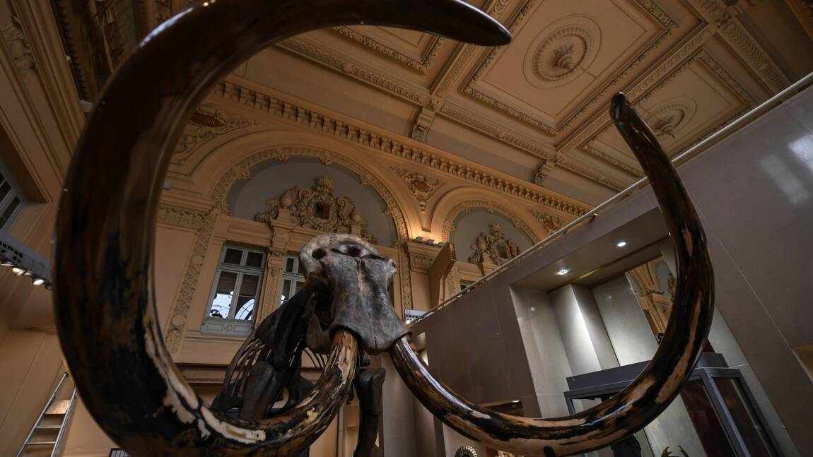 Un gigantesque squelette de mammouth vendu aux enchères à Lyon