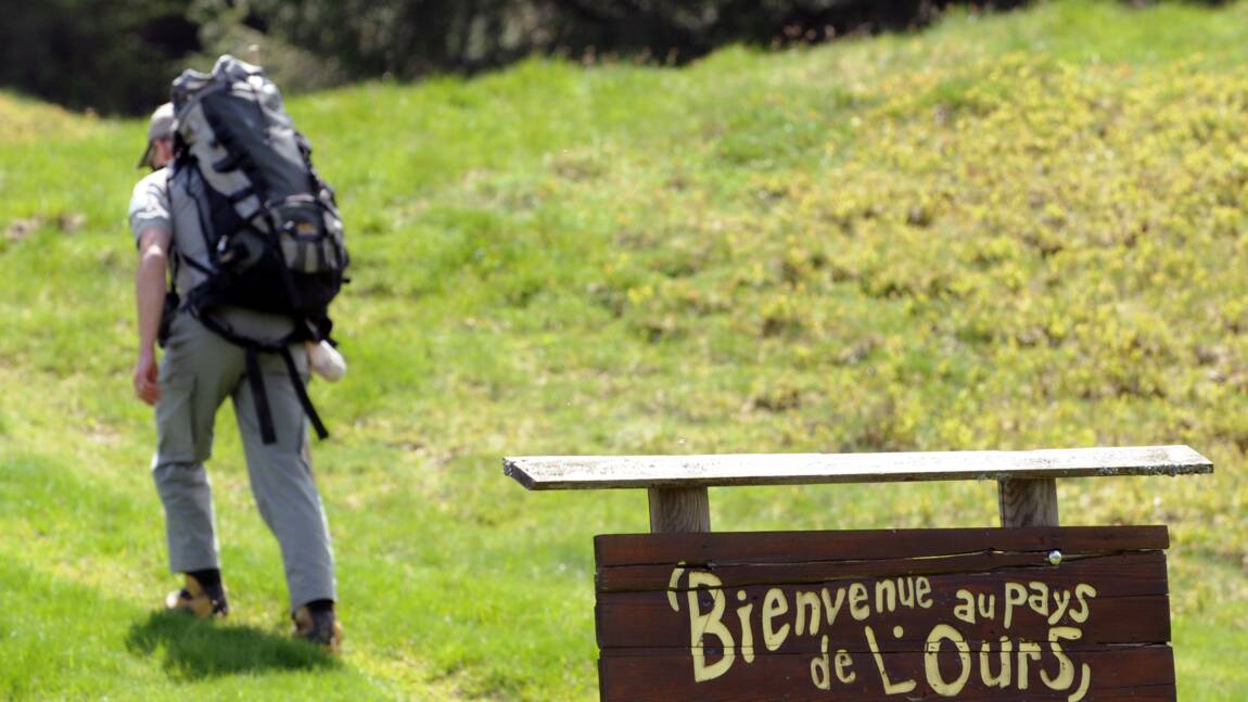Au moins 39 ours détectés dans les Pyrénées