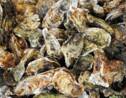 Etang de Thau: un tiers des huîtres et 100% des moules tuées par la malaïgue