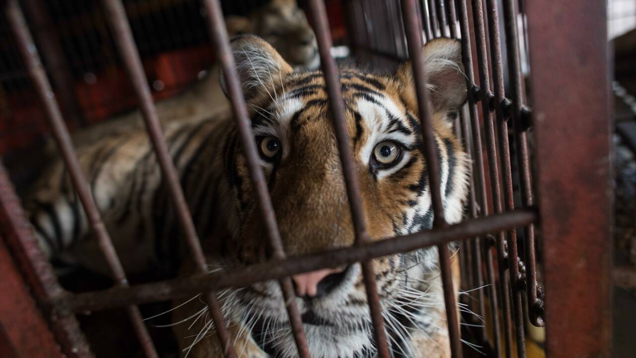 En Chine, des cirques accros à leurs animaux sauvages