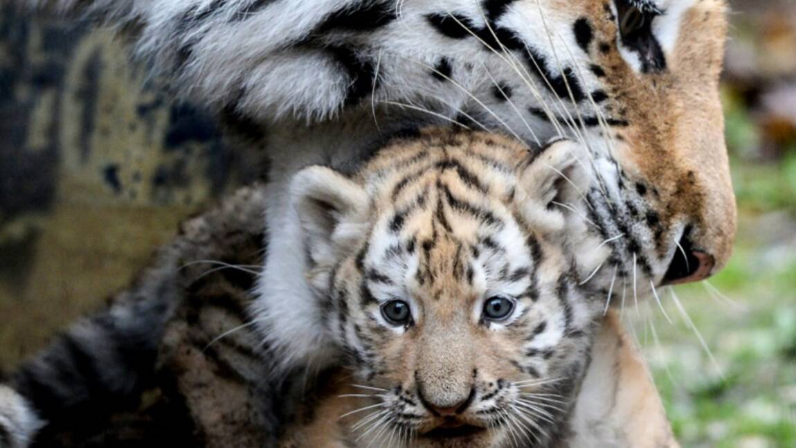 Rares naissances de tigres de Sibérie au zoo de Besançon