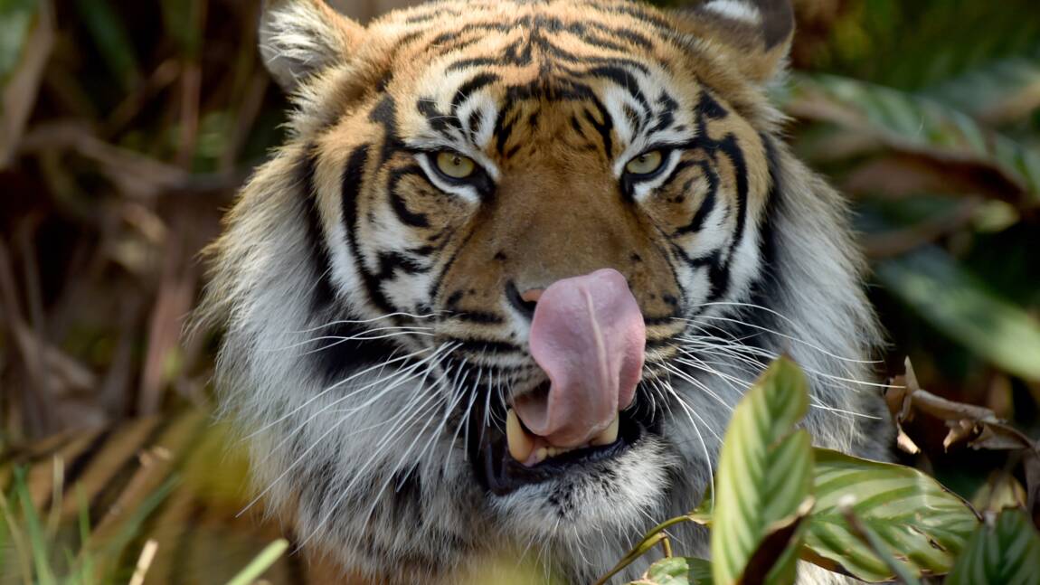 Pourquoi les tigres de Sumatra risquent de disparaître