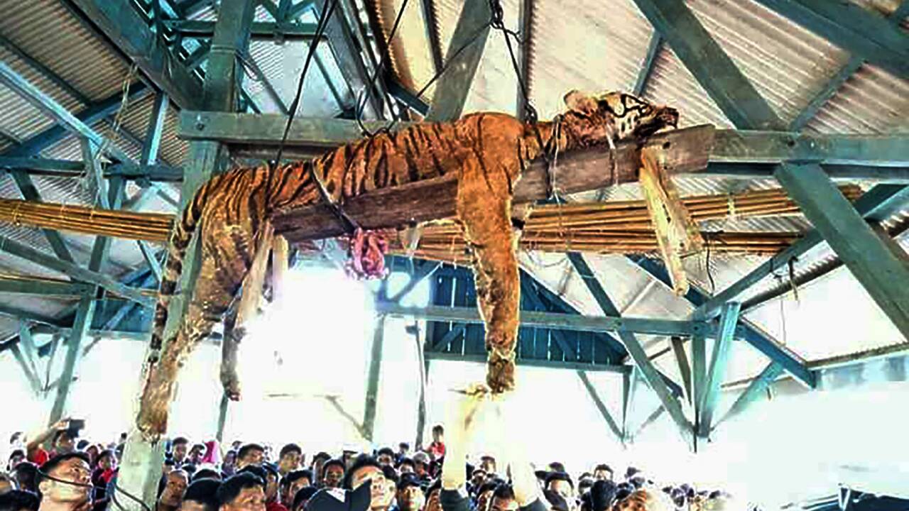 Indonésie: un tigre de Sumatra éventré par des villageois